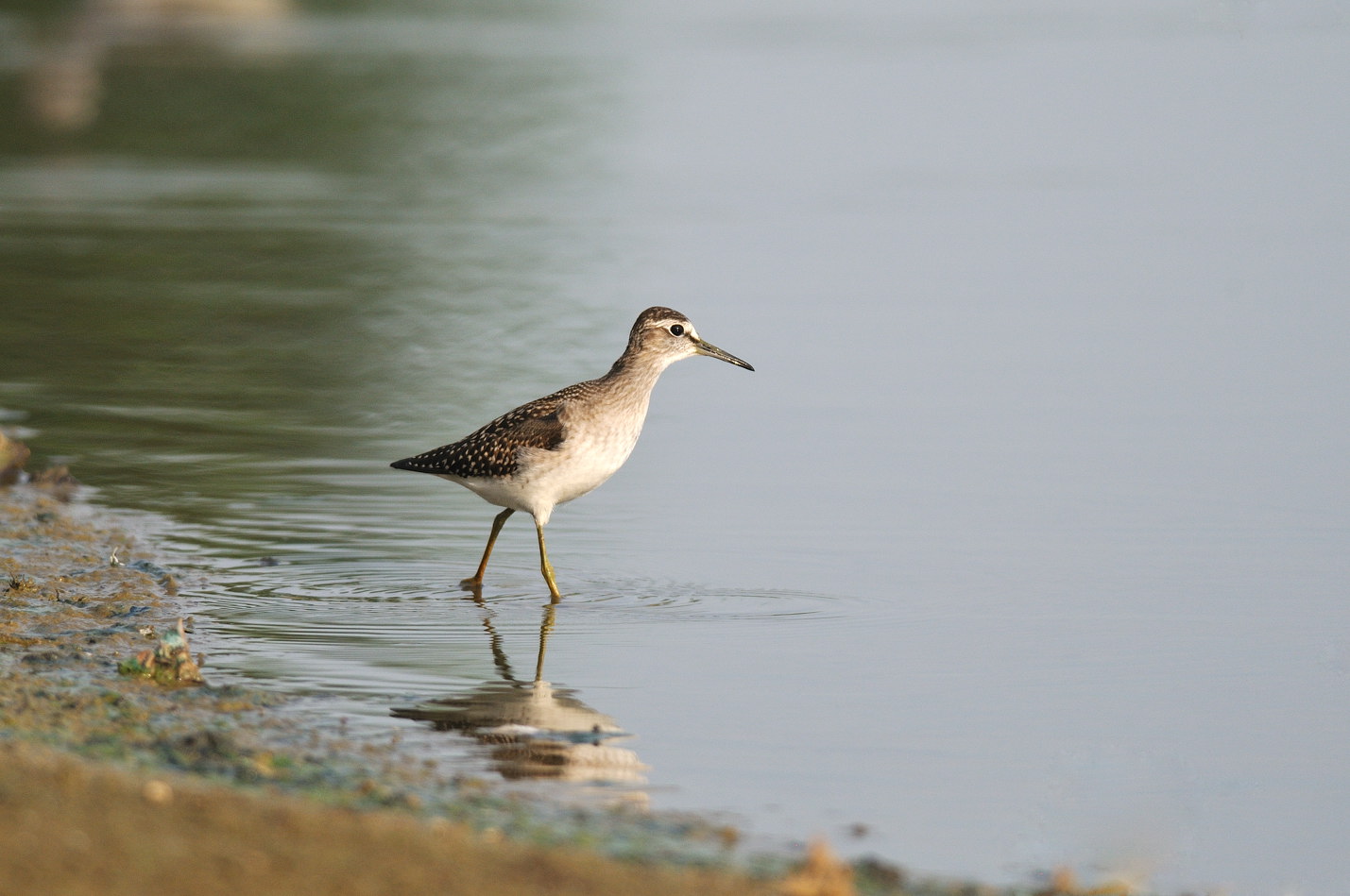 Corriere grosso e limicoli da verificare ID